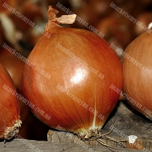 EZ 1104 F1 семена лука репчатого 250 000 семян LibraSeeds