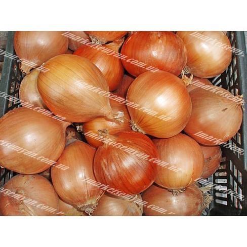 Даммика F1 семена лука репчатого позднего 250 000 семян Agri Saaten