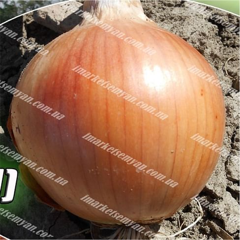 Фрюмондт F1 семена лука репчатого раннего Agri Saaten