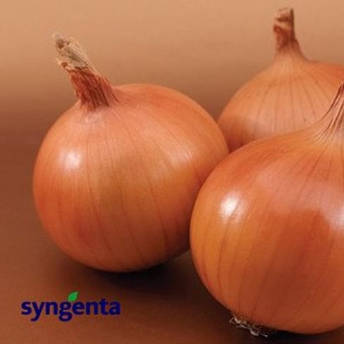 Темптейшн F1 семена лука репчатого среднего 250 000 семян Syngenta/Сингента