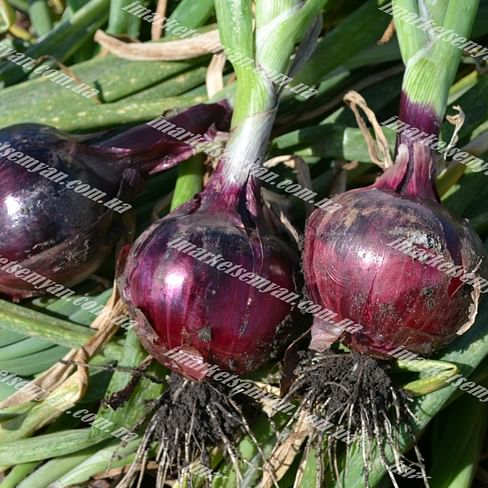 Ред Лаки F1 семена лука репчатого красного 100 000 семян Lark Seeds/Ларк Сидс