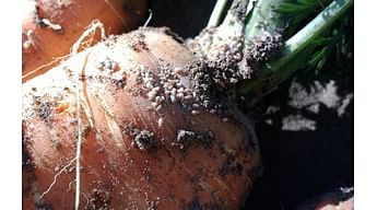 Самые опасные вредители моркови