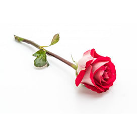 Роза: выращивание, уход, защита