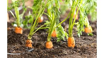 Почему морковь растет мелкая? Причины, по которым морковь плохо растет.