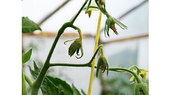 У томатов опадают цветы. Причины опадания завязи и что делать, чтобы устранить проблему.