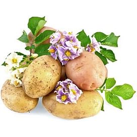 Картофель: выращивание, уход, защита