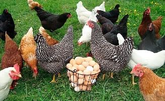 Инкубационное яйцо кур-несушек