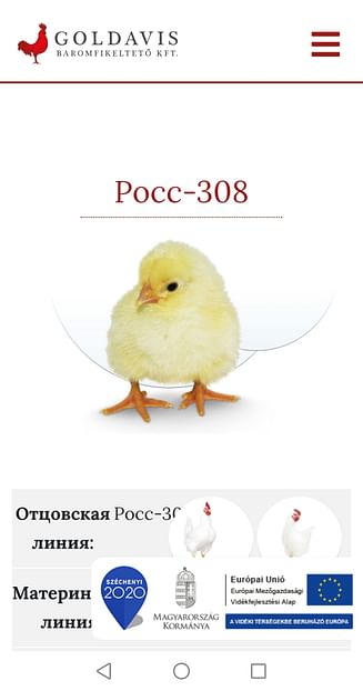 Цыплята кур-бройлеров Кобб-500, Росс-308