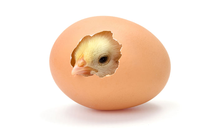 Поставка инкубационного яйца