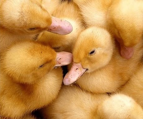 0137. Чучело "чирок-свистунок" утка. Утка к 6. Чучела уток greenhead gear. Утка к 6.