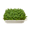 Микрозелень Набор для выращивания 3 коврика + Брокколи, Горох, Кольраби mGreens