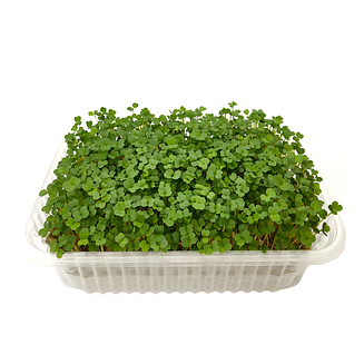 Микрозелень Набор для выращивания 3 коврика + Кресс-салат, Пак-чой, Горох mGreens
