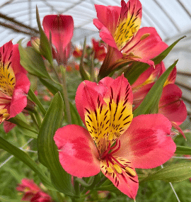 Альстромерия Alina саженец (корни)