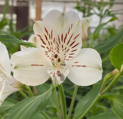Альстромерия Whitney саженец (корни)
