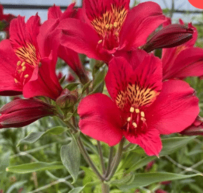 Альстромерия Ilsa саженец (корни)