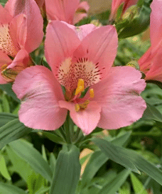 Альстромерия Primadonna саженец (корни)