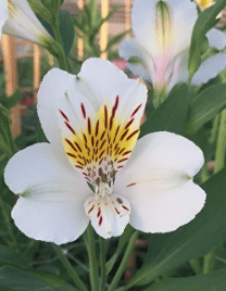 Альстромерия Olga саженец (корни)