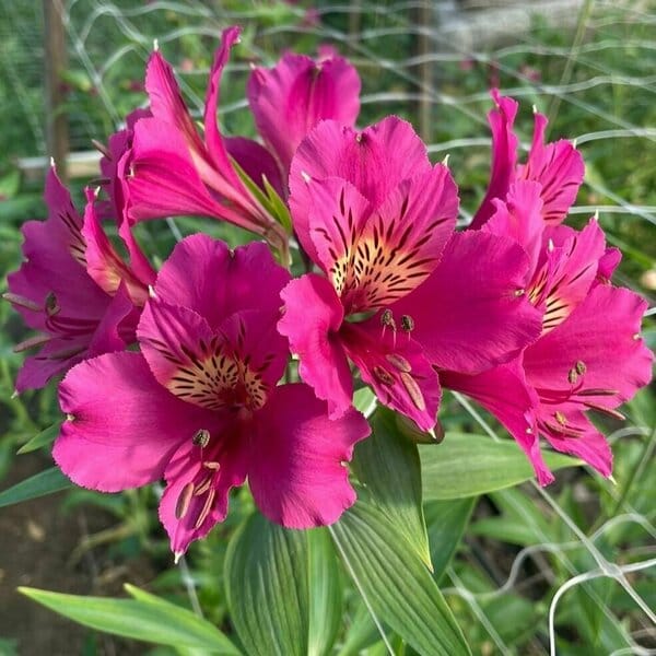 Альстромерия Reno саженец (корни)