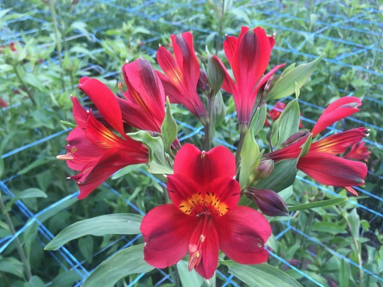 Альстромерия Paper саженец (корни)