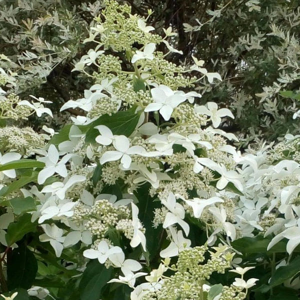 Гортензия метельчатая Magical Starlight (Мэджикал Старлайт)