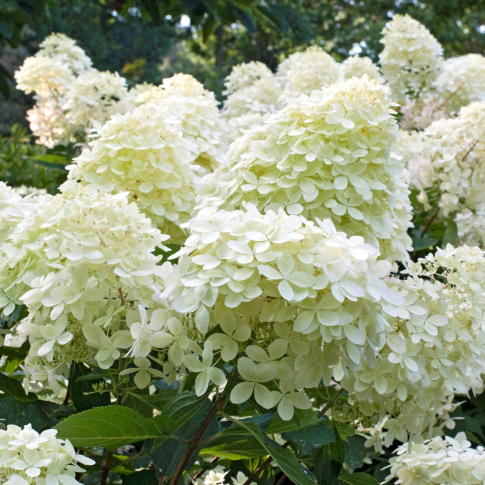 Гортензия метельчатая Фантом (Phantom)