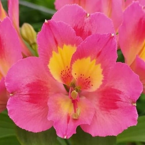 Альстромерия Twister саженец (корни)