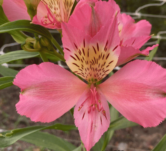 Альстромерия Tourmaline саженец (корни)