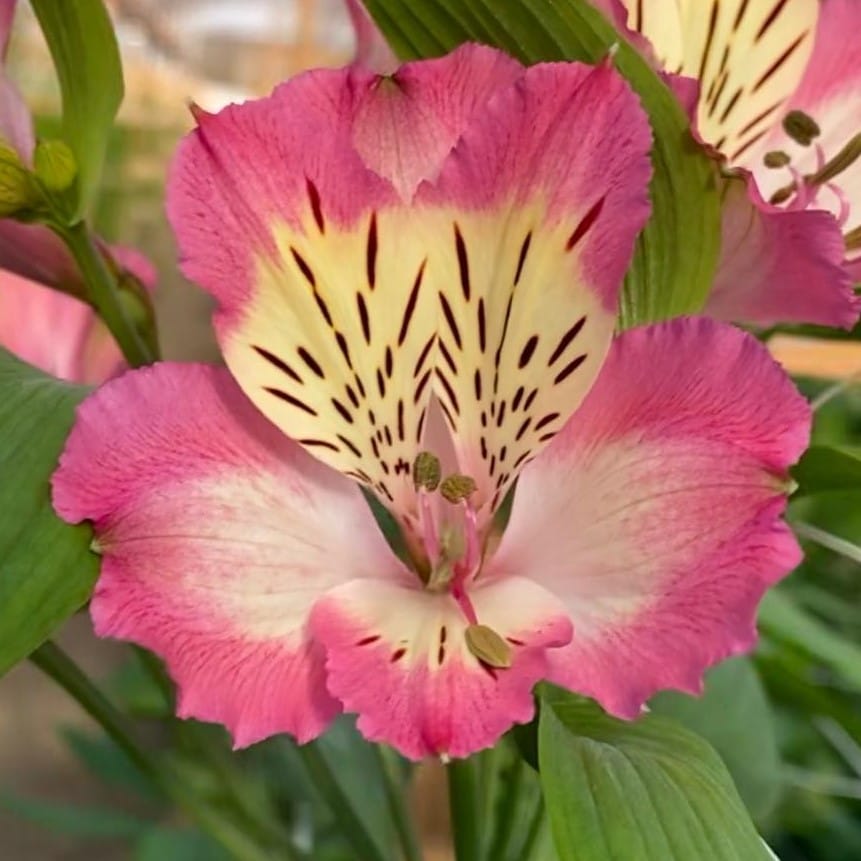 Альстромерия Pumari саженец (корни)