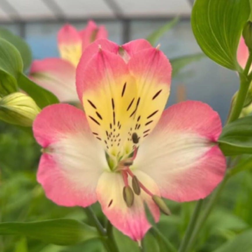 Альстромерия Rossan саженец (корни)