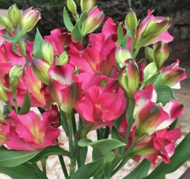 Альстромерия спрей Noah саженец (корни)