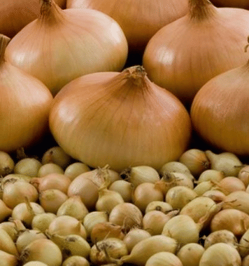 Лук-севок Штутгартер Ризен (10-21мм) 1 кг