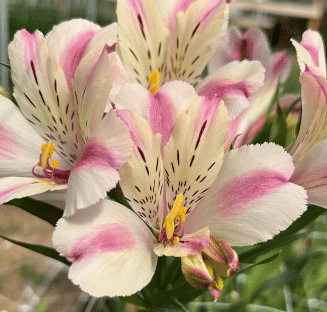 Альстромерия Dolce саженец (корни)