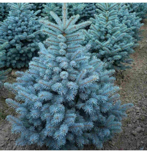 Ель Royal blue колючая С-3