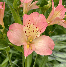 Альстромерия Dubai саженец (корни)