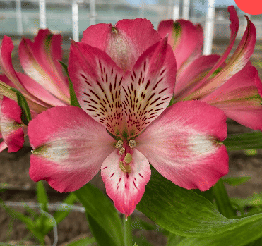 Альстромерия Hilton саженец (корни)