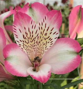 Альстромерия Пинк поп (Pink pop) саженец (корни)