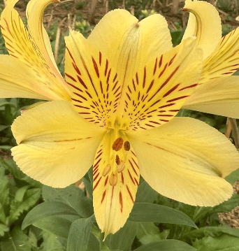 Альстромерия Cheesecake саженец (корни)