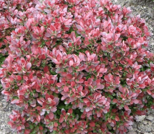 Барбарис тунберга Bagatelle (Багатель)