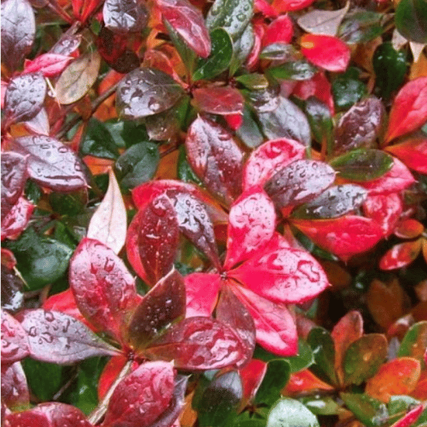 Барбарис средний Red Jewel (Ред Джевел)