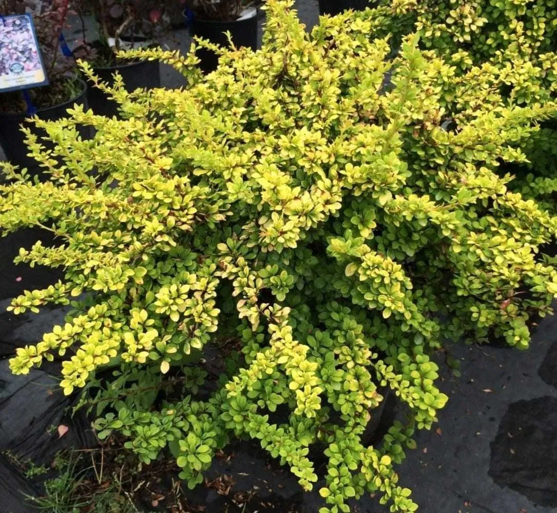 Барбарис тунберга Sunsation (Сенсейшн)