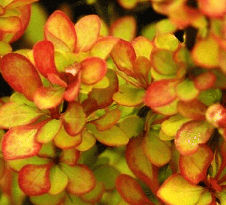 Барбарис тунберга Maria (Мария)