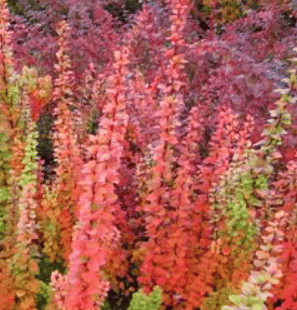 Барбарис тунберга Erecta (Эректа) (Сенсейшн)