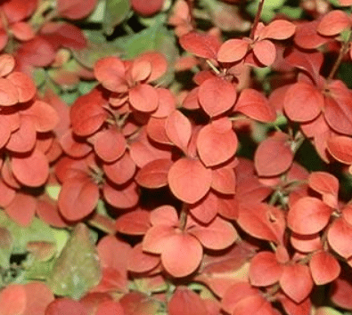 Барбарис тунберга Indian Summer (Индиан Саммер)