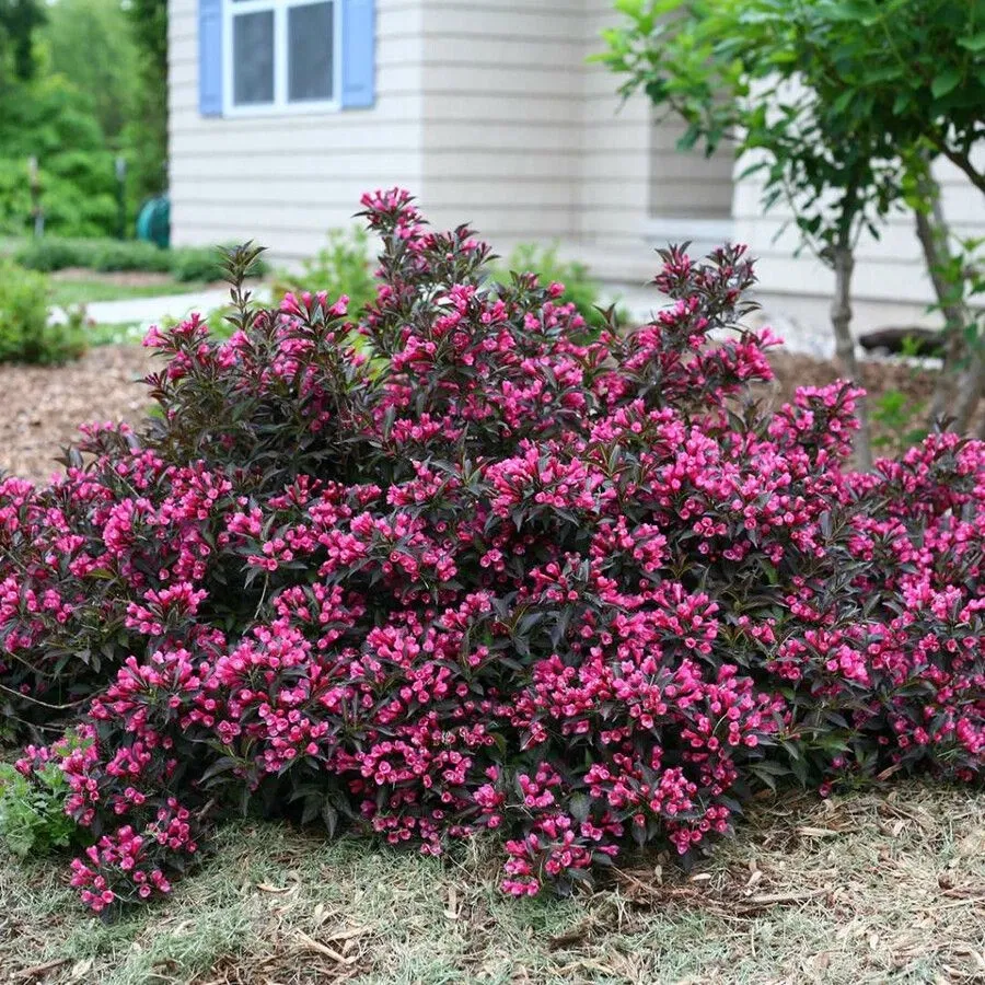 Вейгела Nana Purpurea (Нана Пурпуреа)