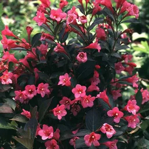 Вейгела Tango (Танго)