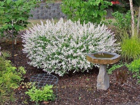 Ива Hakuro-nishiki (Хакуро нишики) Ива Hakuro-nishiki (Нана Вариегата)