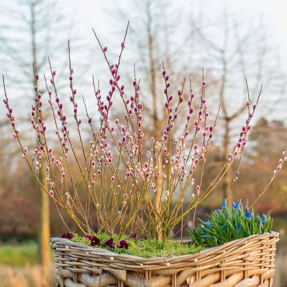 Ива Maunt Aso тонкостолбиковая