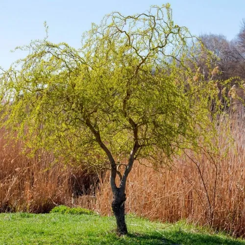 Ива крученая Матсудана