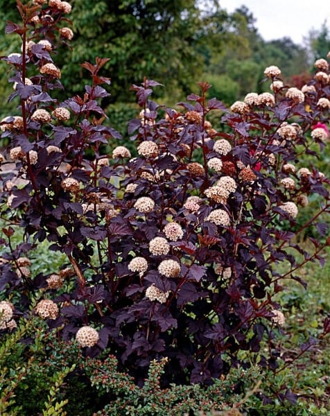 Пузыреплодник Diabolo калинолистный