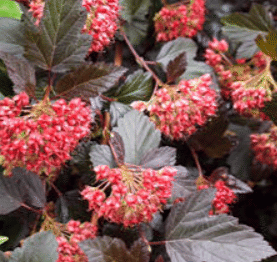 Пузыреплодник Red Baron калинолистный